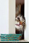 https://lolkot.ru/2011/11/28/schaste-vdrug/