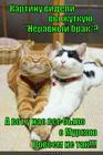 https://lolkot.ru/2015/07/30/schastlivyy-brak/
