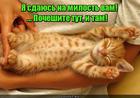 https://lolkot.ru/2016/05/29/sdacha-na-milost/