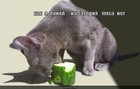 https://lolkot.ru/2010/08/25/segodnya-myasa-net/