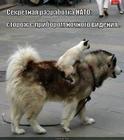 https://lolkot.ru/2013/08/12/sekretnaya-razrabotka/