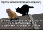 https://lolkot.ru/2014/02/26/sekretnoye-oruzhiye/