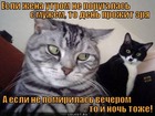 https://lolkot.ru/2011/12/05/semeynaya-zhizn-2/