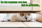 https://lolkot.ru/2015/04/07/semya-belovyh/