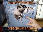 https://lolkot.ru/2012/09/21/servernyy-olen/