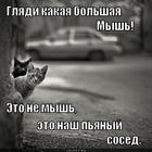 https://lolkot.ru/2012/09/21/sesed/