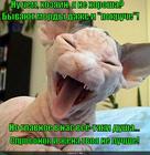 https://lolkot.ru/2015/07/13/seychas-nakrashus/