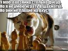 https://lolkot.ru/2016/01/06/shahmatnyy-klub-marinovannyy-kon/