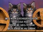 https://lolkot.ru/2015/11/02/shaluny-na-otdyhe/
