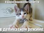 https://lolkot.ru/2011/06/20/sharik-perevospityvayetsya/