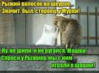 https://lolkot.ru/2017/05/24/shashki-u-mashki/