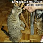 https://lolkot.ru/2011/03/19/shtirlits-ne-dumayet/