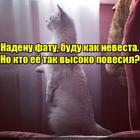 https://lolkot.ru/2016/11/06/shtornaya-nevesta/