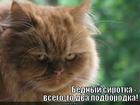 https://lolkot.ru/2013/06/24/sirotka-v-dva-podborodka/