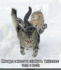 https://lolkot.ru/2012/01/20/skinut-s-hvosta/