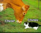 https://lolkot.ru/2011/12/15/slyshu/