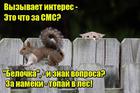 https://lolkot.ru/2016/06/23/sms-iz-lesa/