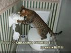 https://lolkot.ru/2011/03/16/snizheniye-stoimosti/