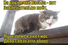 https://lolkot.ru/2014/03/08/sobakovokalist/