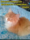 https://lolkot.ru/2015/07/07/solnechnyye-koshki/