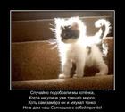 https://lolkot.ru/2015/07/04/solnyshko-luchistoye/