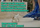 https://lolkot.ru/2016/07/28/soprovozhdalets/
