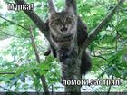 https://lolkot.ru/2013/09/02/sos-2/