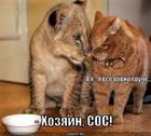 https://lolkot.ru/2010/07/09/sos/