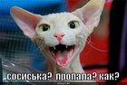https://lolkot.ru/2010/03/11/sosiska-propala/