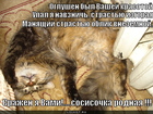 https://lolkot.ru/2011/02/21/sosisochka-rodnaya/