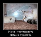 https://lolkot.ru/2012/01/26/sovershennoye-videonablyudeniye/