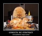 https://lolkot.ru/2012/06/19/sovest-ne-otvechayet/