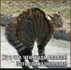 https://lolkot.ru/2011/04/14/spina-kolesom/