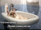 https://lolkot.ru/2012/03/23/spinku-potri/