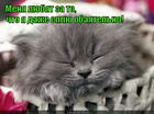 https://lolkot.ru/2015/04/19/spnyashnaya-krasavitsa/