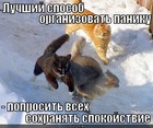 https://lolkot.ru/2012/03/26/sposob-organizovat-paniku/