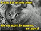 https://lolkot.ru/2016/10/28/spyaschaya-chestnost/