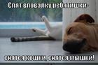 https://lolkot.ru/2012/12/12/spyat-rebyatishki/