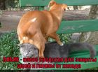https://lolkot.ru/2010/08/26/sredstvo-dlya-zaschity/