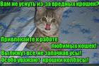 https://lolkot.ru/2016/02/14/sredstvo-ot-kroshek/