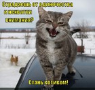 https://lolkot.ru/2012/05/29/stan-kotikom/