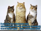 https://lolkot.ru/2011/12/20/staryy-drug/