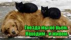https://lolkot.ru/2016/12/20/staya-bez-gnezda/