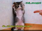 https://lolkot.ru/2011/11/22/stoy-kto-idet/