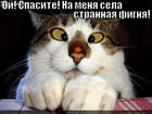 https://lolkot.ru/2012/09/28/strannaya-fignya/