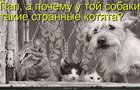https://lolkot.ru/2010/07/11/strannyye-kotyata/