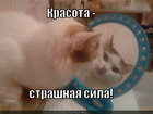 https://lolkot.ru/2012/02/15/strashnaya-sila-3/