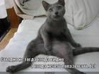 https://lolkot.ru/2011/06/06/stydno/