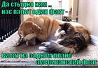 https://lolkot.ru/2013/02/27/stydno-to-kak-2/