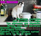 https://lolkot.ru/2025/05/24/su-shef/